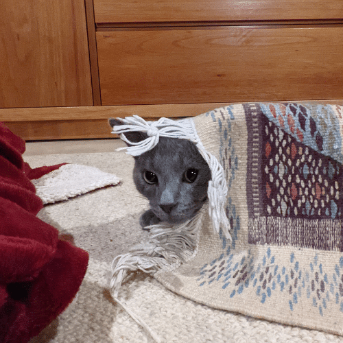 cat under a rug